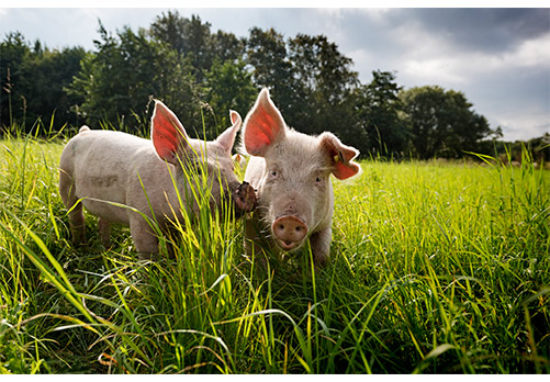 ABC Group of pigs