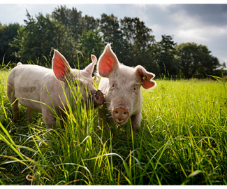 ABC Group of pigs